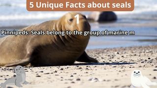 5 Unique Facts about seals