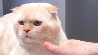 Cat videos 8