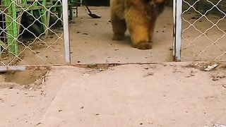 Monster dog