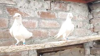 Motiwaly lakha beautiful breeder pair best flying