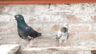 Zira zakh china breeder pair pigeon beautiful