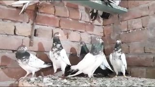 Dubb waly tadeey ali waly breedar pair pigeon
