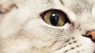 Cute cat 94