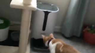 Cute cat 95