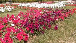 Argentaina parke Islamabad/peautiful pakistan #islamabad #mureeroad /sohailT22vlog