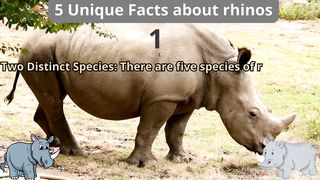 5 Unique Facts about rhinos