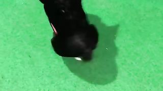 Funny Toy's