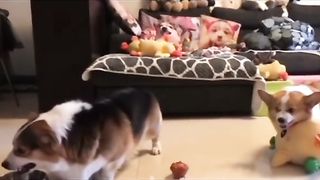 Funny Dog Viral Video 39