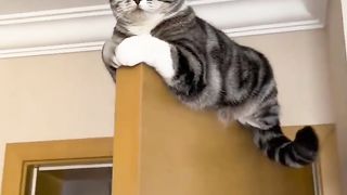 cat on the door