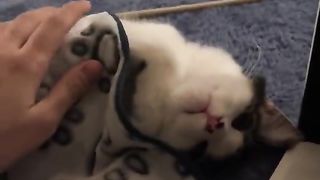 cat lying down 2