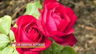 ✅Início da Primavera: Música relaxante para começar a temporada sem estresse ou ansiedade