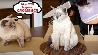 Приколы-с-котами-Смешные-коты-С-ОЗВУЧКОЙ_151.