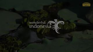 BORNEO TRIBUTE 2023 - TRAILER