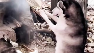 Funny Dog Viral Video 40