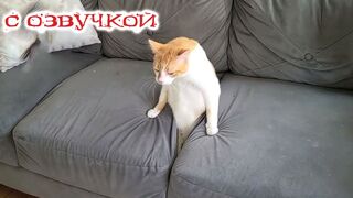 ПРИКОЛЫ-С-КОТАМИ-САМЫЕ-Смешные-коты-С-ОЗ_164.