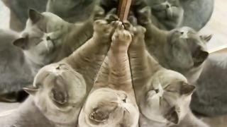 The cat's test with a mirror