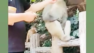Funny Monkey Viral Video 76