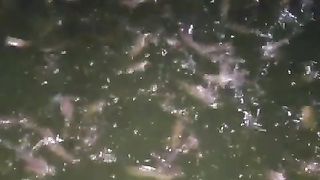 Menjelang panen, perbanyak ngasih makan malam lele agar menang bobot