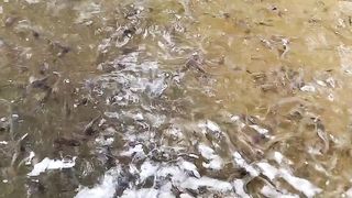 Kalau air kolam bau amoniak itu bukan kocor lagi, bukan buang air 50% isi air 50% lagi, melainkan GANTI TOTAL