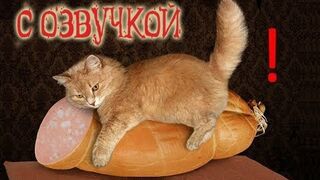 Приколы-с-котами-озвучка-животных-Мне-бы_190.