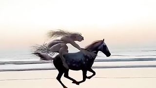 awesome horse and best question