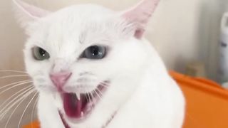 #shortvideo#funnycats#mycats