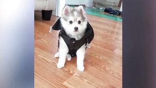 New Funny Animals Video 2