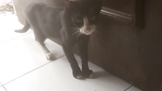kucingviral@meong²