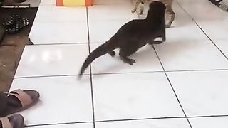 a tame otter playing with a cat