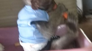 Baby monkey eating