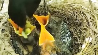 Little Bird 2
