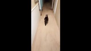 FUNNY_CATS_MEMES_COMPILATION_OF_2023_V33