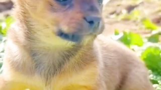 Animaliza 3