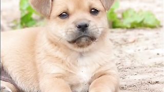 Animaliza 4