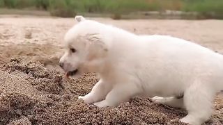 Animaliza