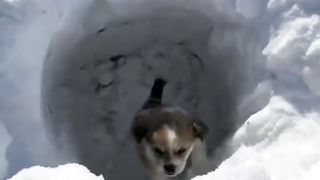 Animaliza 5