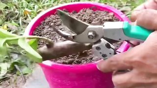 Videolar 2