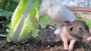 Animaliza 6