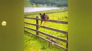 FUNNIEST_CAT_AND_DOG_VIDEOS_2023_ 4