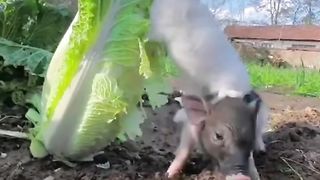 Animaliza 7