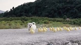 Animaliza 8