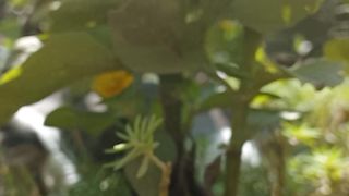 Beautiful cat in garden