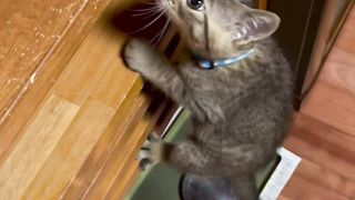 Mission impossible cat