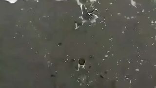 Fish ???? 4