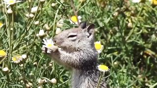 Animal video 10