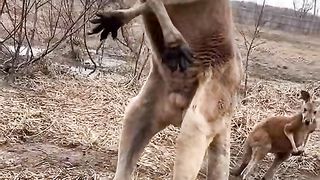 Kangaroo stunt