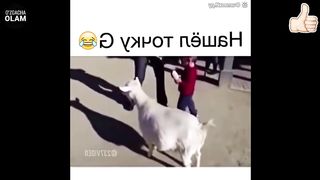 The funniest video of the year