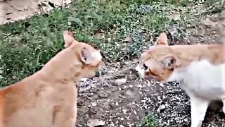 funny cat videos - part 2