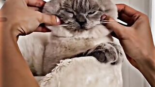 funny cat videos - part 3