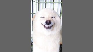 funny cat (Tiktok)